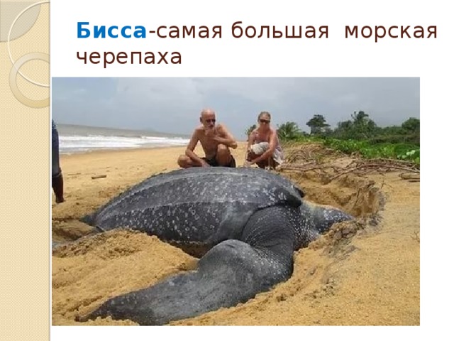 Бисса -самая большая морская черепаха 