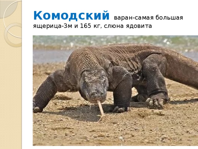 Комодский варан-самая большая ящерица-3м и 165 кг, слюна ядовита 