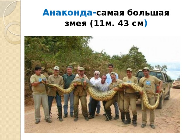 Анаконда- самая большая змея (11м. 43 см ) 