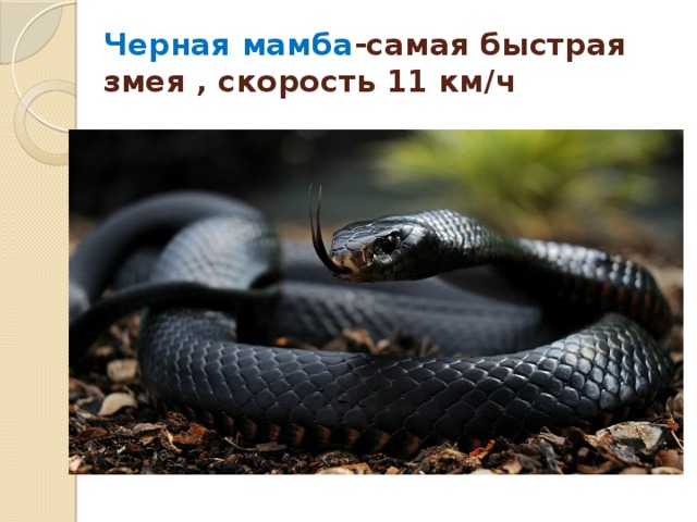 Черная мамба -самая быстрая змея , скорость 11 км/ч 
