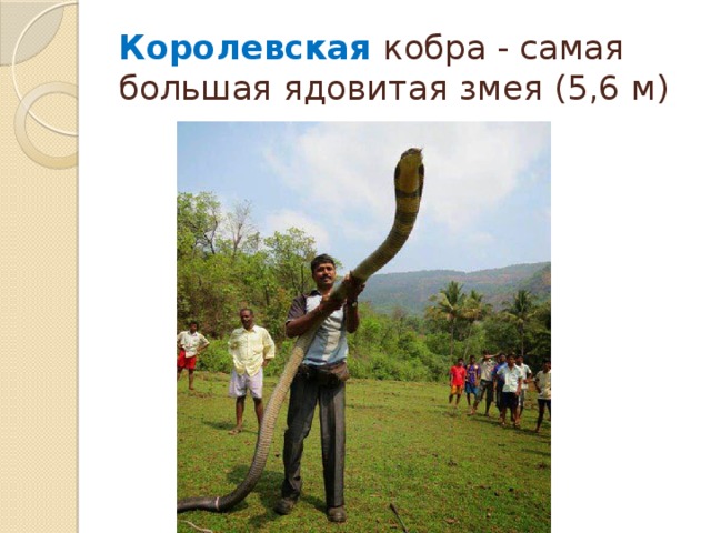 Королевская кобра - самая большая ядовитая змея (5,6 м) 