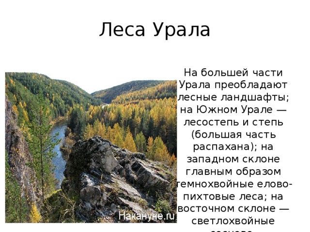 Описание уральских гор 8 класс. Лесные ландшафты Урала. Леса Урала Урала. Леса Урала описание. Уральские горы описание.