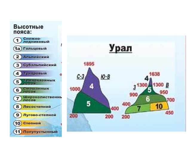 Объяснить различия структуры высотной поясности. Высотная поясность Урала 8 класс география. Уральские горы Высотная поясность. Схема ВЫСОТНОЙ поясности уральских гор. Высотная поясность уральских гор гор.