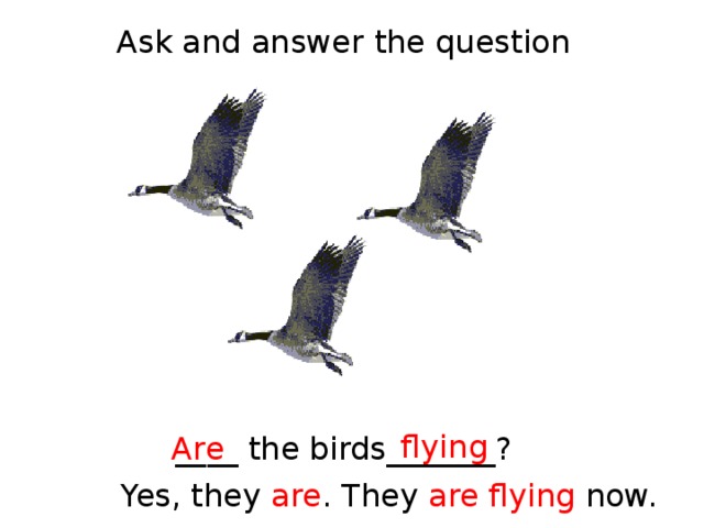 Ask and answer the question flying ____ the birds_______? Are Yes, they are . They are flying now. 