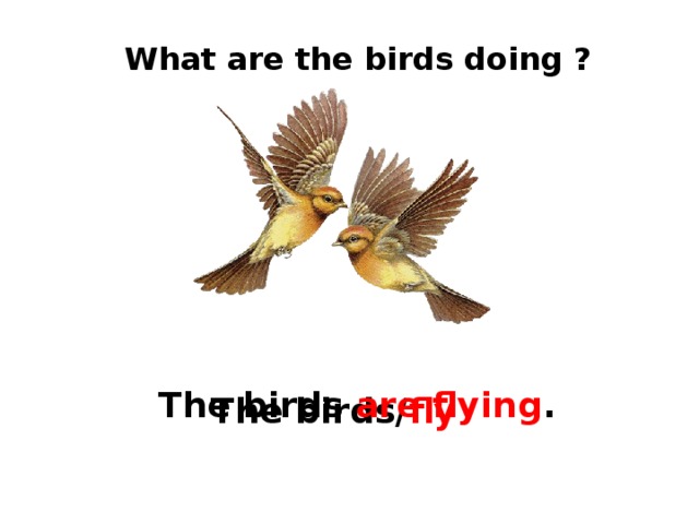 What are the birds doing ? The birds  are flying . The birds/ fly 