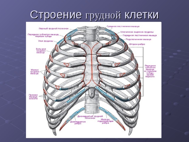 Строение грудной клетки