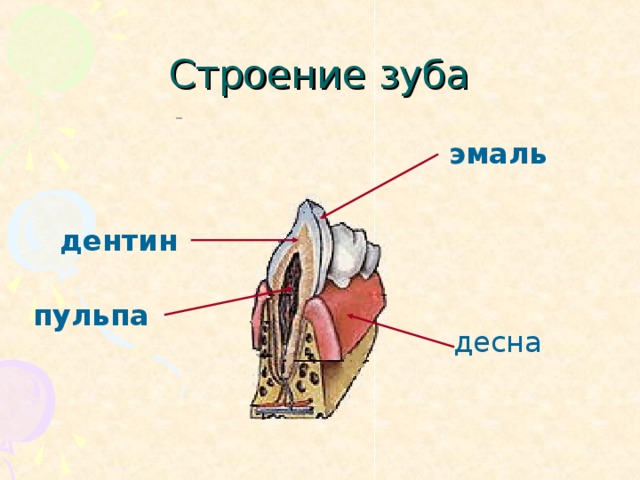 Строение зуба эмаль дентин пульпа десна 