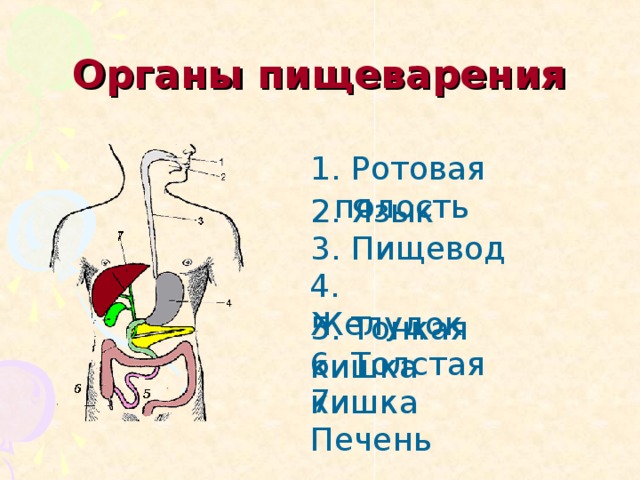 Органы пищеварения 1. Ротовая полость 2. Язык 3. Пищевод 4. Желудок 5. Тонкая кишка 6. Толстая кишка 7. Печень 