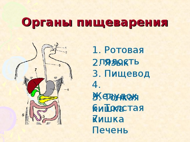 3 класс пищеварение презентация