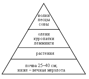 Схема цепи питания тундры окружающий мир Урок окружающего мира по теме: "Тудра" 4 класс УМК "Перспектива"