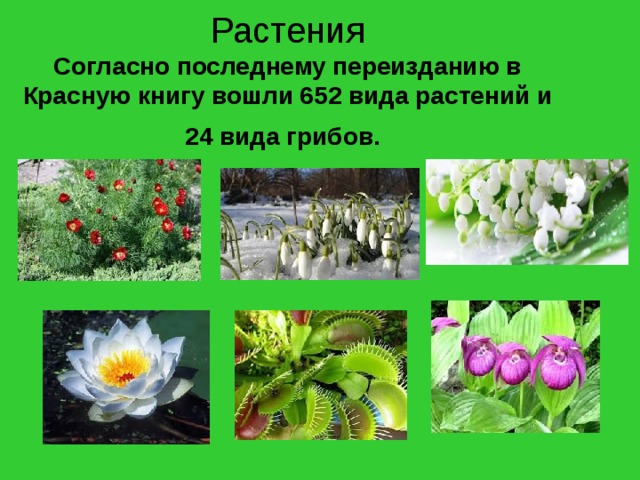 Растения  Согласно последнему переизданию в Красную книгу вошли 652 вида растений и 24 вида грибов.  