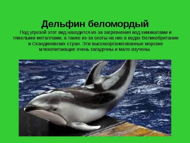 Дельфин беломордый   Под угрозой этот вид находится из-за загрязнения вод химикатами и тяжелыми металлами, а также из-за охоты на них в водах Великобритании и Скандинавских стран. Эти высокоорганизованные морские млекопитающие очень загадочны и мало изучены. 
