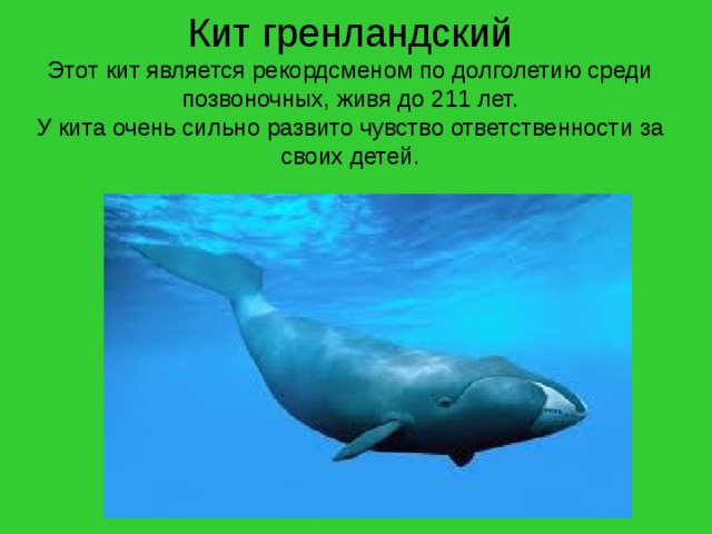 Кит гренландский  Этот кит является рекордсменом по долголетию среди позвоночных, живя до 211 лет.  У кита очень сильно развито чувство ответственности за своих детей.   