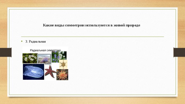 Какие виды симметрии используются в живой природе 3. Радиальная  