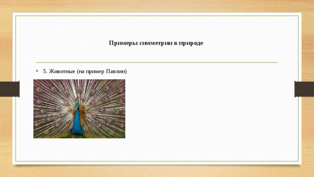 Примеры симметрии в природе 5. Животные (на пример Павлин) 