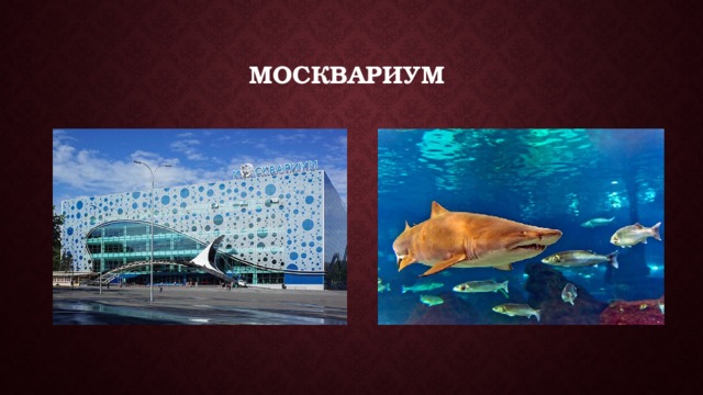 Москвариум 