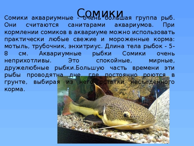 Сомики Сомики аквариумные - очень большая группа рыб. Они считаются санитарами аквариумов. При кормлении сомиков в аквариуме можно использовать практически любые свежие и мороженные корма: мотыль, трубочник, энхитриус. Длина тела рыбок - 5-8 см. Аквариумные рыбки Сомики очень неприхотливы. Это спокойные, мирные, дружелюбные рыбки.Большую часть времени эти рыбы проводятна дне, где постоянно роются в грунте, выбирая из него остатки несъеденного корма. 