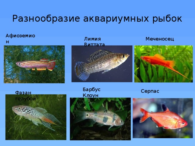 Разнообразие аквариумных рыбок Афиоземион Лимия Виттата Меченосец Барбус Клоун Серпас Фазан голубой 