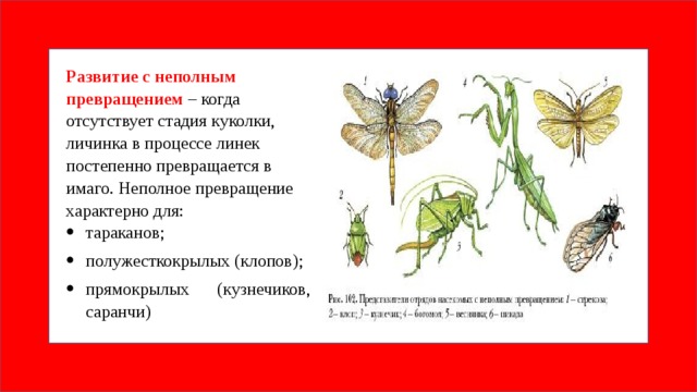 Развитие с неполным превращением – когда отсутствует стадия куколки, личинка в процессе линек постепенно превращается в имаго. Неполное превращение характерно для: тараканов; полужесткокрылых (клопов); прямокрылых (кузнечиков, саранчи)   