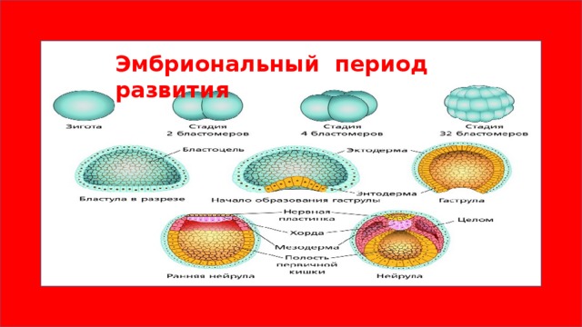 На рисунке изображен этап эмбрионального развития млекопитающего