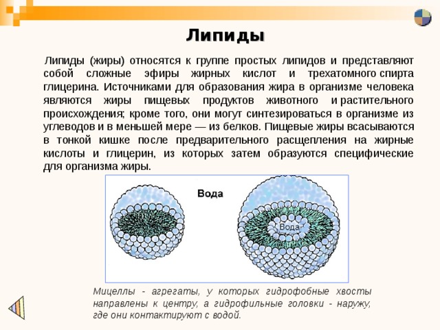 Липиды Липиды (жиры) относятся к группе простых липидов и представляют собой сложные эфиры жирных кислот и трехатомного спирта глицерина. Источниками для образования жира в организме человека являются жиры пищевых продуктов животного и растительного происхождения; кроме того, они могут синтезироваться в организме из углеводов и в меньшей мере — из белков. Пищевые жиры всасываются в тонкой кишке после предварительного расщепления на жирные кислоты и глицерин, из которых затем образуются специфические для организма жиры. Мицеллы - агрегаты, у которых гидрофобные хвосты направлены к центру, а гидрофильные головки - наружу, где они контактируют с водой. 