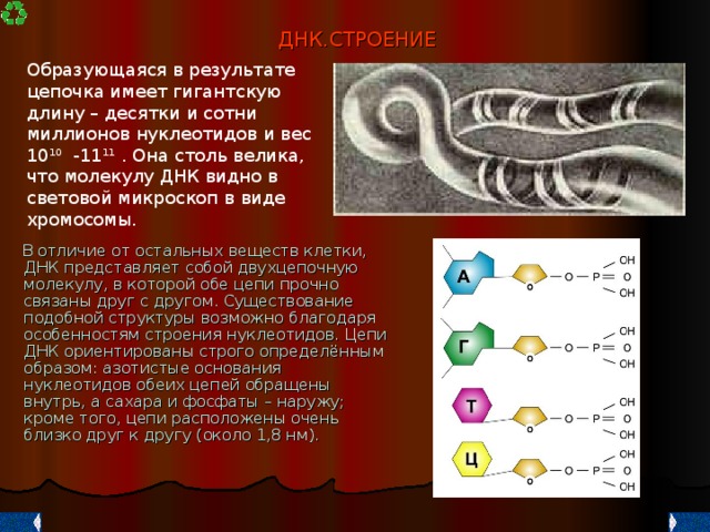 Отличие богдана от десятки