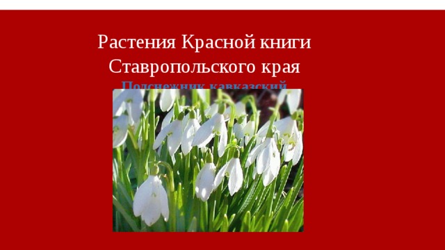 Красная книга ставропольского края растения