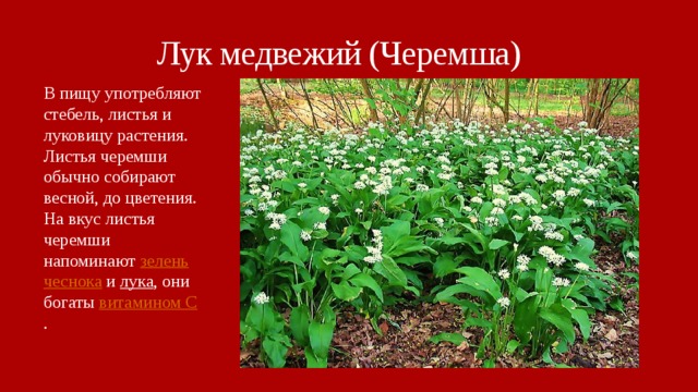 Растение ставропольского края занесенные в красную