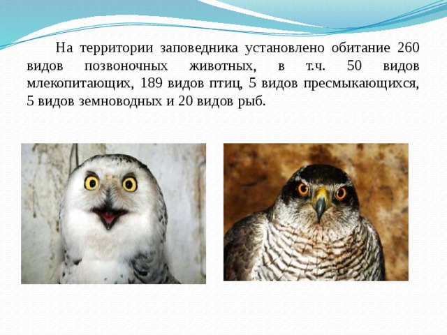 Южно уральский заповедник презентация