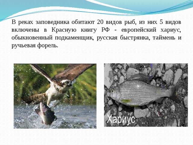 Южно уральский заповедник презентация