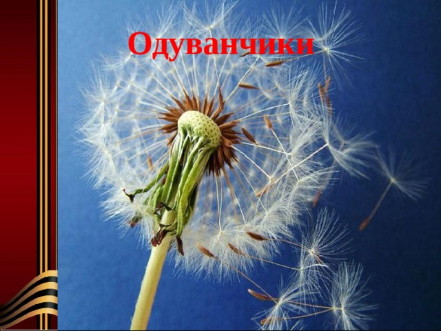 Одуванчики 