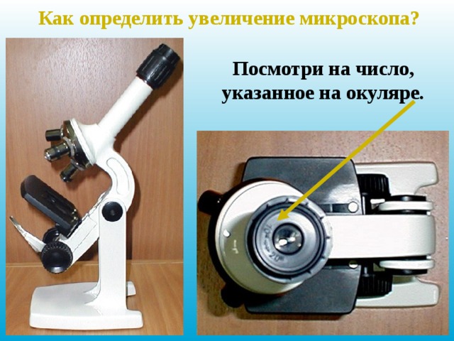 Как определить увеличение микроскопа? Посмотри на число, указанное на окуляре. 