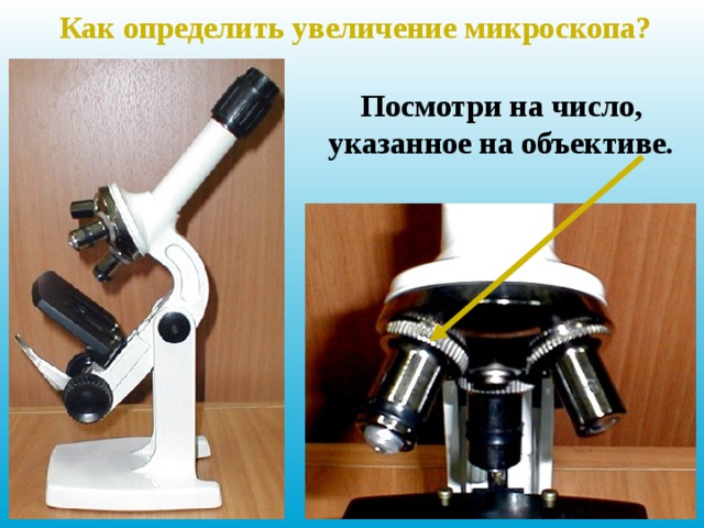 Как определить увеличение микроскопа? Посмотри на число, указанное на объективе. 