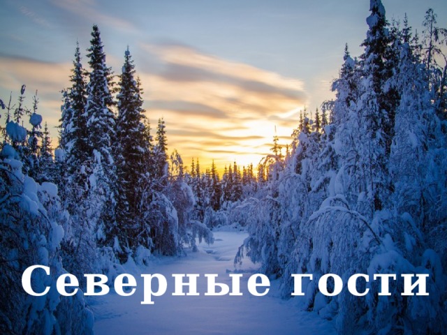 Северные гости