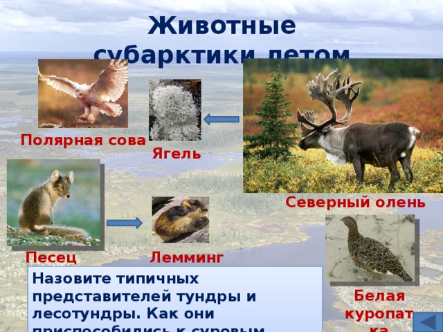 На следующей странице представлены фотографии дуба зубра северного оленя и лемминга