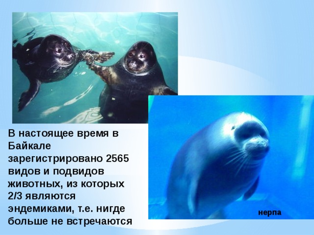 В настоящее время в Байкале зарегистрировано 2565 видов и подвидов животных, из которых 2/3 являются эндемиками, т.е. нигде больше не встречаются нерпа 