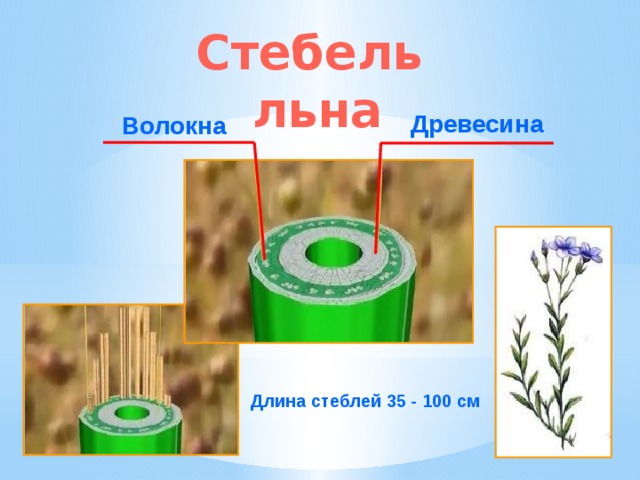 Строение льна долгунца рисунок
