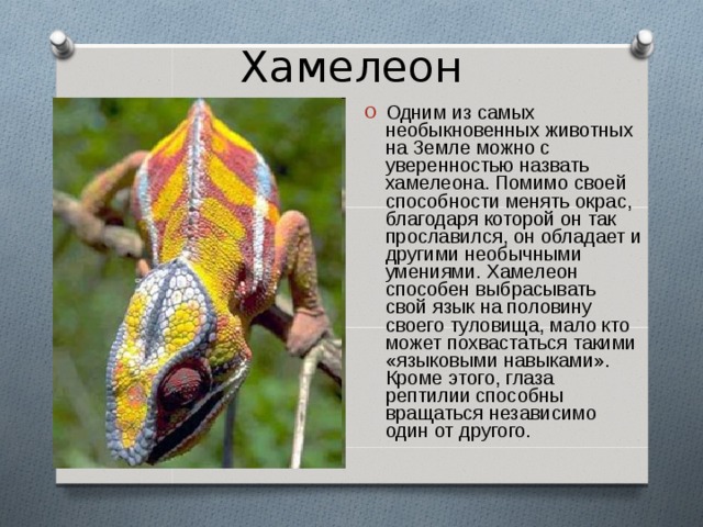 Презентация на тему самые необычные животные