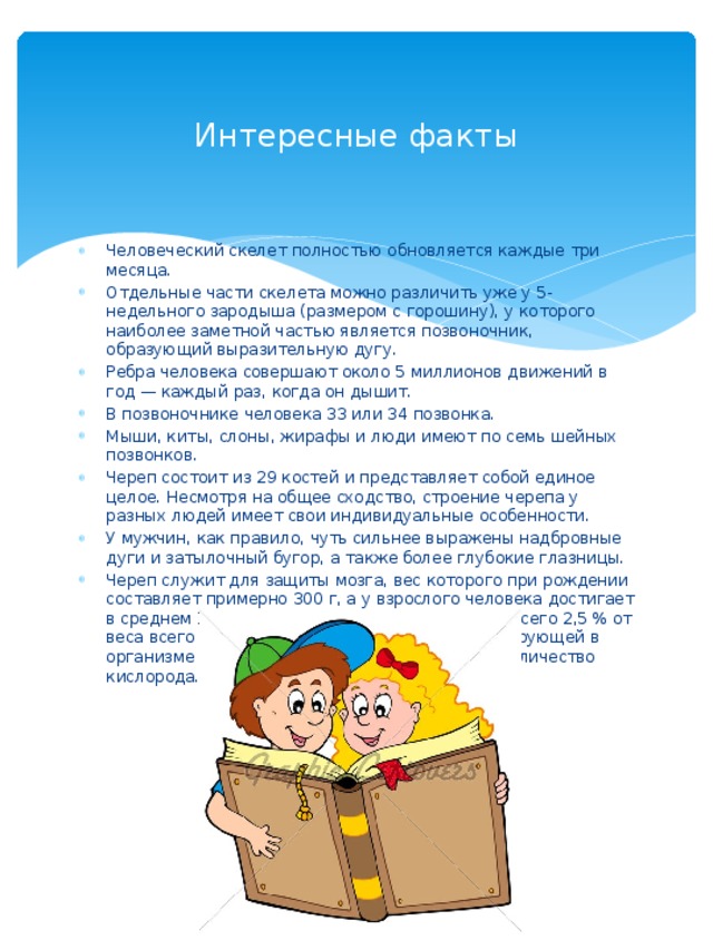 Интересные факты Человеческий скелет полностью обновляется каждые три месяца. Отдельные части скелета можно различить уже у 5-недельного зародыша (размером с горошину), у которого наиболее заметной частью является позвоночник, образующий выразительную дугу. Ребра человека совершают около 5 миллионов движений в год — каждый раз, когда он дышит. В позвоночнике человека 33 или 34 позвонка. Мыши, киты, слоны, жирафы и люди имеют по семь шейных позвонков. Череп состоит из 29 костей и представляет собой единое целое. Несмотря на общее сходство, строение черепа у разных людей имеет свои индивидуальные особенности. У мужчин, как правило, чуть сильнее выражены надбровные дуги и затылочный бугор, а также более глубокие глазницы. Череп служит для защиты мозга, вес которого при рождении составляет примерно 300 г, а у взрослого человека достигает в среднем 1 375 г. И хотя вес мозга составляет всего 2,5 % от веса всего тела, к нему поступает 20 % циркулирующей в организме крови и, соответственно, такое же количество кислорода. 