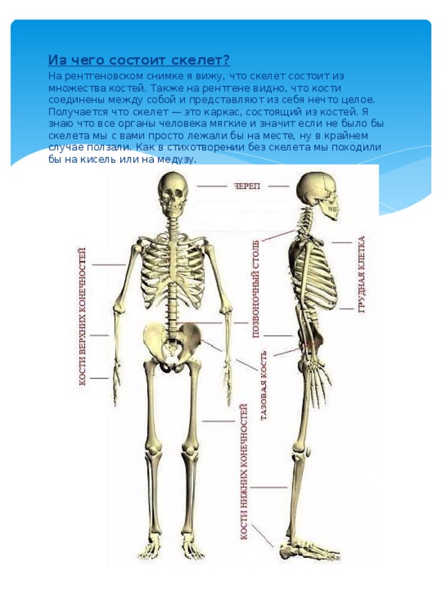 Зачем скелет