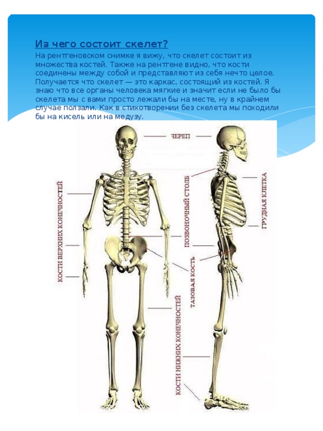 Из каких состоит скелет человека
