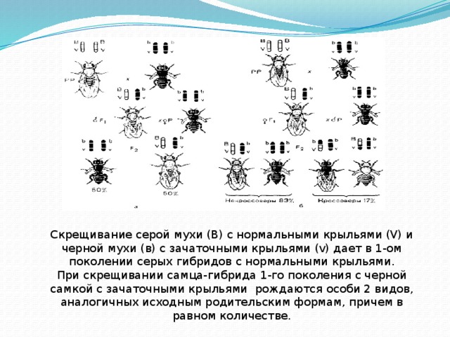 Нормальное крыло дрозофилы