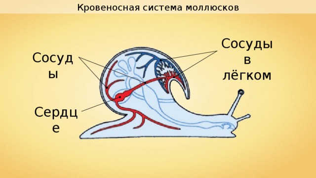 Кровеносная система моллюсков Сосуды в лёгком Сосуды Сердце 