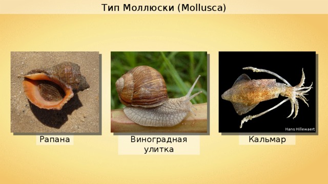 Тип Моллюски ( Mollusca) Hans Hillewaert Кальмар Виноградная улитка Рапана 