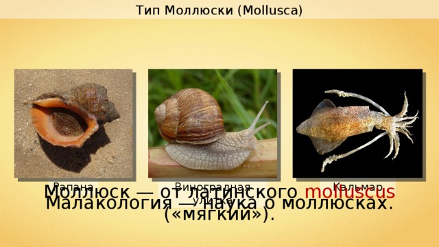Тип Моллюски ( Mollusca) Моллюск — от латинского molluscus ( «мягкий»). Кальмар Виноградная улитка Рапана Малакология — наука о моллюсках. 
