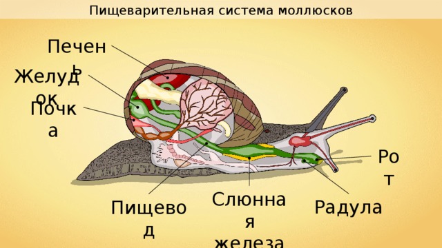 Пищеварительная система моллюсков Печень Желудок Почка Рот Слюнная железа Радула Пищевод 