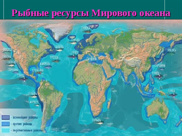 Рыбные ресурсы Мирового океана 