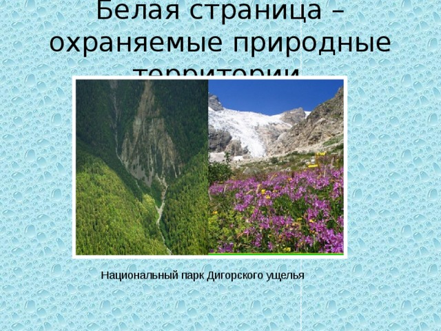 Белая страница – охраняемые природные территории Национальный парк Дигорского ущелья