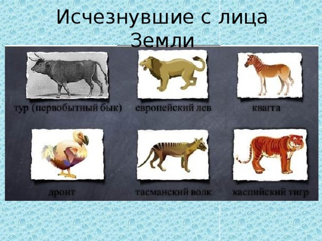 Исчезнувшие с лица Земли