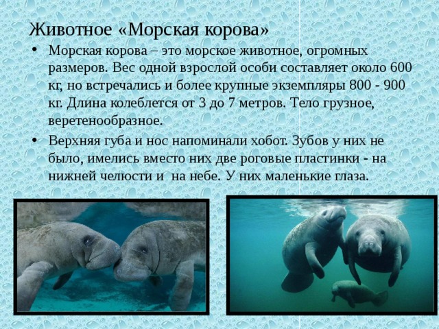 Животное «Морская корова»